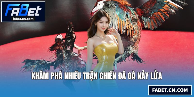Khám phá nhiều trận chiến đá gà nảy lửa