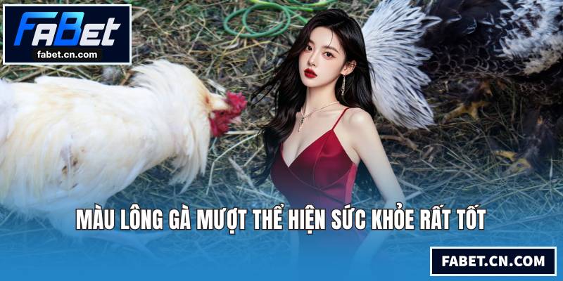 Màu lông gà mượt thể hiện sức khỏe rất tốt